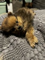 Pomeranian Puppies for sale in Midland, MI, USA. price: $2,200