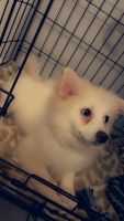 Pomeranian Puppies for sale in Chicago, Illinois. price: $200