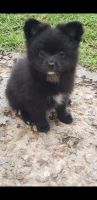Pomeranian Puppies for sale in Campbelltown, New South Wales. price: $1,000