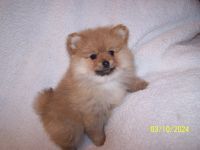Pomeranian Puppies for sale in Newport, Tennessee. price: $1,000