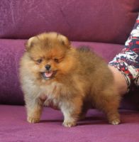 Pomeranian Puppies for sale in San Antonio, Zambales. price: 18,000 PHP