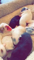 Pomeranian Puppies for sale in Otto, North Carolina. price: $500