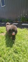 Pomeranian Puppies for sale in Columbia, Tennessee. price: $800