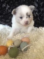 Pomeranian Puppies for sale in Port St. Lucie, FL, USA. price: $950