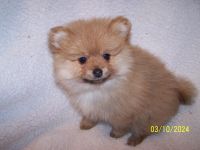 Pomeranian Puppies for sale in Newport, Tennessee. price: $800