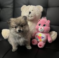 Pomeranian Puppies for sale in Milwaukee, Wisconsin. price: $2,600