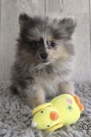 Pomeranian Puppies for sale in Columbus, Ohio. price: $4,000