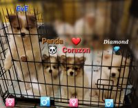 Pomeranian Puppies for sale in Staten Island, New York. price: $800