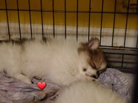 Pomeranian Puppies for sale in Staten Island, New York. price: $800