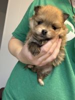 Pomeranian Puppies for sale in Corydon, Indiana. price: $1,700