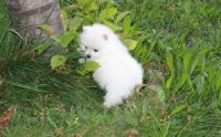 Pomeranian Puppies for sale in Adamsville, Ohio. price: $650