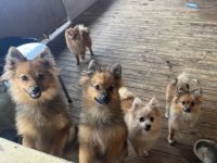 Pomeranian Puppies for sale in Cabramatta, New South Wales. price: $1,000
