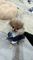 Pomeranian Puppies for sale in West Hollywood, California. price: $2,800
