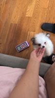 Pomeranian Puppies for sale in Queens, New York. price: $1,500