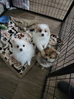 Pomeranian Puppies for sale in Garland, Texas. price: $900