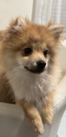 Pomeranian Puppies for sale in Staten Island, New York. price: $600