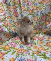 Pomeranian Puppies for sale in Stewartsville, NJ 08886, USA. price: $1,900