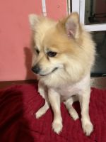 Pomeranian Puppies for sale in Corydon, Indiana. price: $600