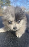 Pomeranian Puppies for sale in Portland, Maine. price: $2,800