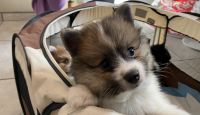 Pomeranian Puppies for sale in Fontana, California. price: $900