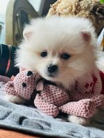 Pomeranian Puppies for sale in West Covina, California. price: $1,800