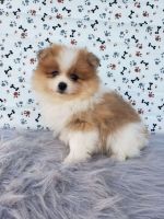 Pomeranian Puppies for sale in Orwell, OH 44076, USA. price: $1,050