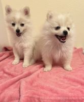 Pomeranian Puppies for sale in El Paso, TX 79912, USA. price: $700