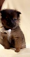 Pomeranian Puppies for sale in Chicago, IL, USA. price: $300