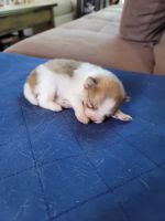 Pomeranian Puppies for sale in Davie, Florida. price: $2,000