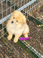 Pomeranian Puppies for sale in Greeneville, Tennessee. price: $1,600