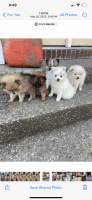 Pomeranian Puppies for sale in Shepherdsville, Kentucky. price: $1,000