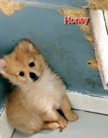Pomeranian Puppies for sale in Greeneville, TN, USA. price: $1,600