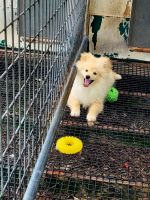 Pomeranian Puppies for sale in Greeneville, TN, USA. price: $1,000