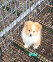 Pomeranian Puppies for sale in Greeneville, TN, USA. price: $1,200