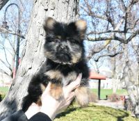 Pomeranian Puppies for sale in Des Plaines, IL, USA. price: $800