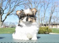 Pomeranian Puppies for sale in Des Plaines, IL, USA. price: $800