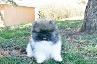 Pomeranian Puppies for sale in Des Plaines, IL, USA. price: $1,200