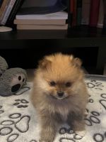 Pomeranian Puppies for sale in Denver, Colorado. price: $1,500