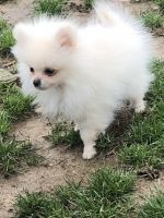 Pomeranian Puppies for sale in Seville, Ohio. price: $1,975