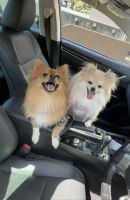 Pomeranian Puppies for sale in Wetherill Park, New South Wales. price: $2,000