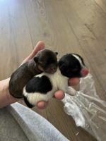 Pomeranian Puppies for sale in Richmond Hill, Georgia. price: $1,800