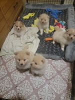 Pomeranian Puppies for sale in Fenton, Missouri. price: $1,500