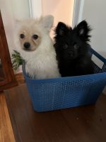 Pomeranian Puppies for sale in Griffin, Georgia. price: $800