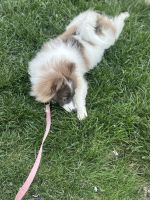 Pomeranian Puppies for sale in Brownsburg, Indiana. price: $700