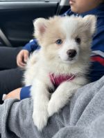 Pomeranian Puppies for sale in Milwaukee, Wisconsin. price: $800