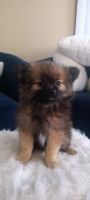 Pomeranian Puppies for sale in Twinsburg, Ohio. price: $975