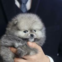 Pomeranian Puppies for sale in Chicago, Illinois. price: $700