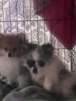 Pomeranian Puppies for sale in Alameda, California. price: NA