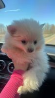 Pomeranian Puppies for sale in Sterling Heights, Michigan. price: $700