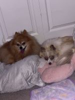 Pomeranian Puppies for sale in Strongsville, Ohio. price: NA